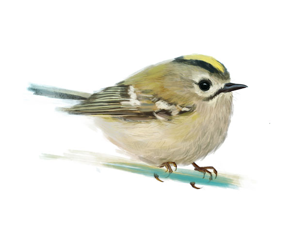 Why a Goldcrest?